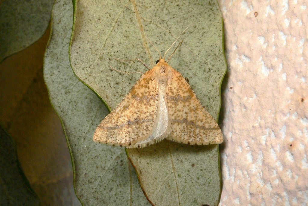 Aspitates ochrearia